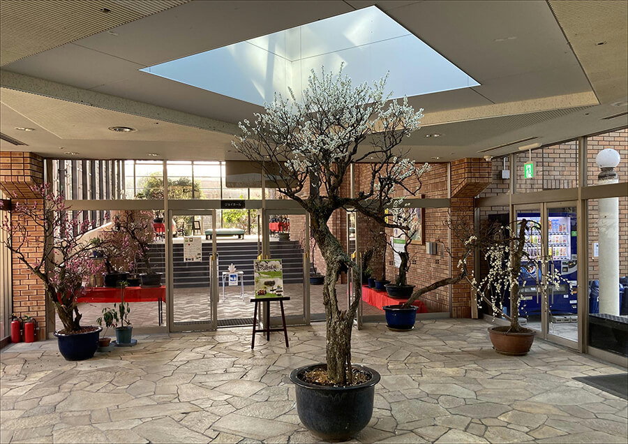 第42回伊吹盆梅展