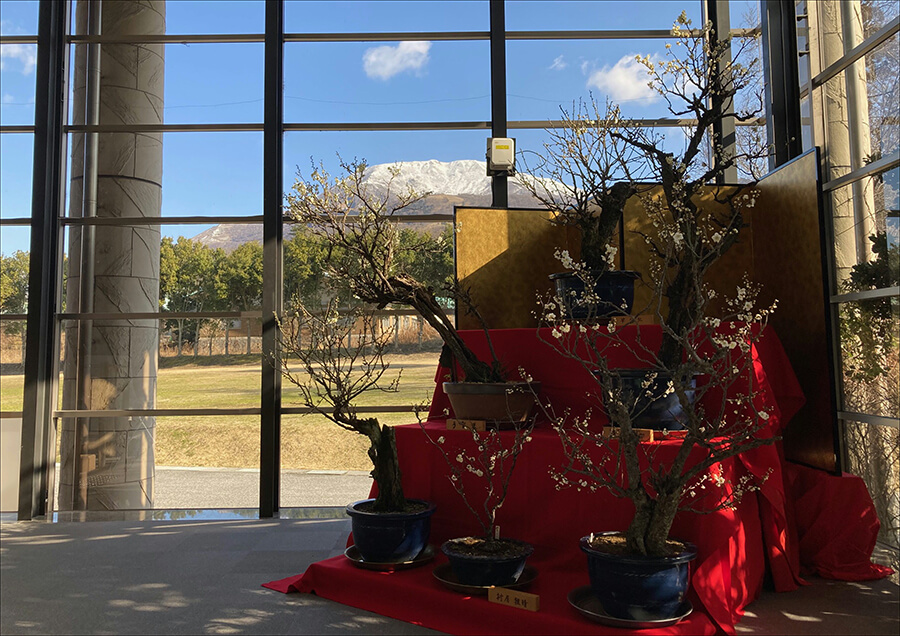 第42回伊吹盆梅展