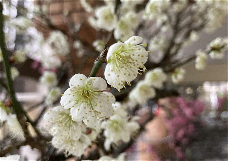 第42回伊吹盆梅展